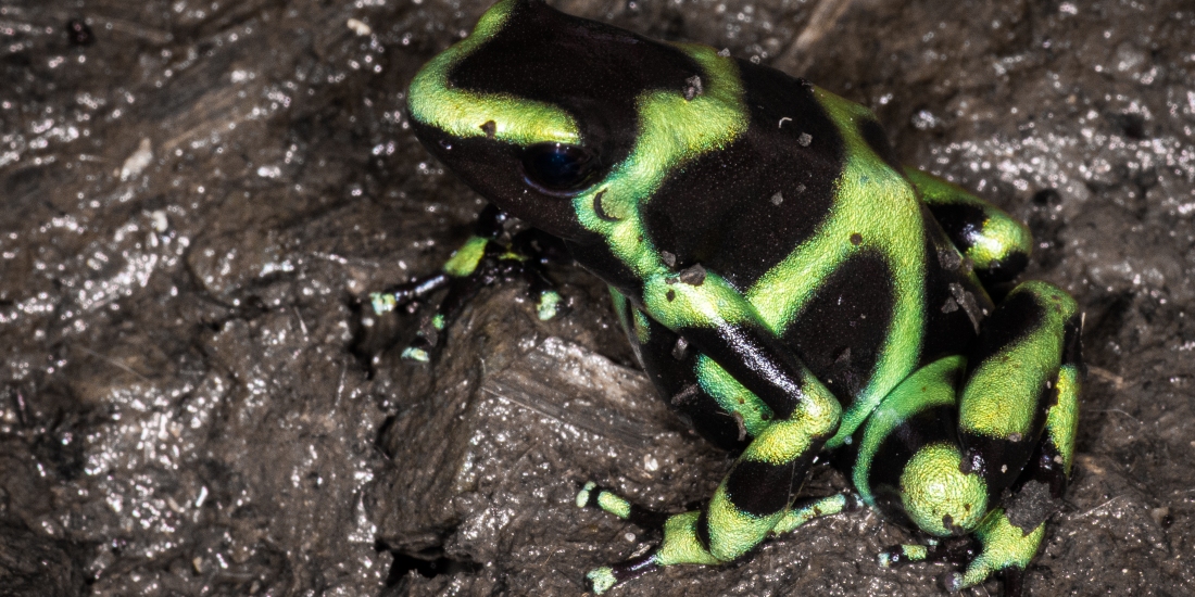 Pint-sized Poisoner – Green & Black Poison Dart Frog – incidental